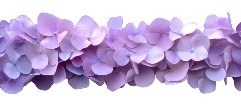 Hydrangea flower border in pastel purple color bloom floral arrangement transparent background