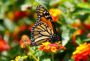 Close-up of a Monarch butterfly rests on the vibrant, multi-colored Lantana flowers.