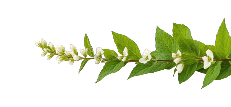 Isolated branch with green leaves and white flowers on transparent background botanical illustration