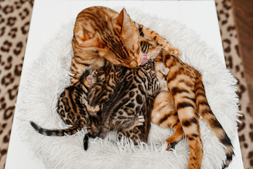 young cute small bengal kittens with mother cat lying in white fluffy cat bed, red and black, striped and spotted, ginger cat, newborn kittens sucking milk, drinking milk, cat maternity concept