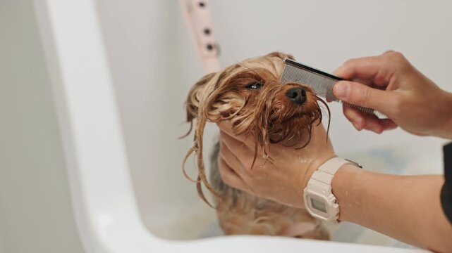 Beautiful and cute Yorkshire terrier being groomed, bathed and dried with a hair dryer, dog hair care