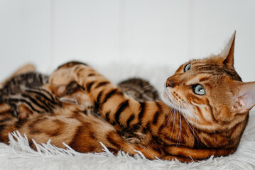 young cute small bengal kittens with mother cat lying in white fluffy cat bed, red and black, striped and spotted, ginger cat, newborn kittens sucking milk, drinking milk, cat maternity concept © Anton Pentegov