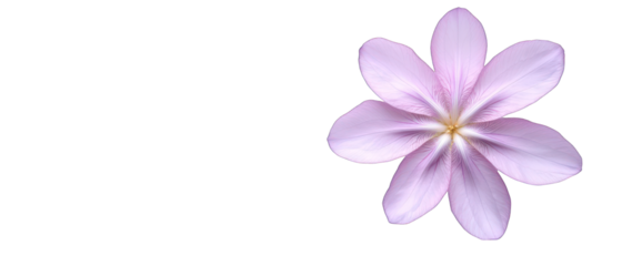 Isolated flower blossom in bloom delicate floral petals transparent background