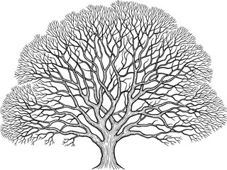 Tree branches winter bare silhouette nature forest drawing sketch art oak