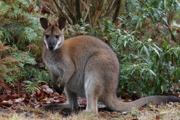 Fototapeta premium Bennett's Wallaby: Medium-Sized Macropod of Eastern Australia with Red Neck and Long Tail in Natural Habitat