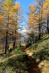 Autumn hiking path in Zermatt surrounded by golden larch trees and snow-covered Alps under a clear blue sky.