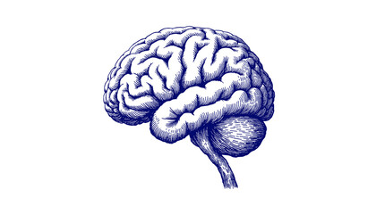 Vintage sketch of a brain drawn with pen and blue ink  