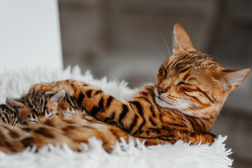 young cute small bengal kittens with mother cat lying in white fluffy cat bed, red and black, striped and spotted, ginger cat, newborn kittens sucking milk, drinking milk, cat maternity concept
