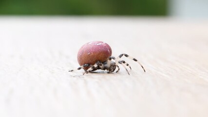 Pregnant Araneus diadematus (common garden spider or orb weaver) female with huge red abdomen, Czech Republic