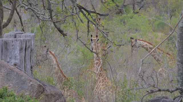 Afrikanische Tiere Giraffen im Busch vom Kr&uuml;ger National Park - Kruger Nationalpark S&uuml;dafrika