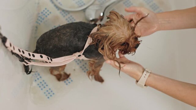 Beautiful and cute Yorkshire terrier being groomed, bathed and dried with a hair dryer, dog hair care
