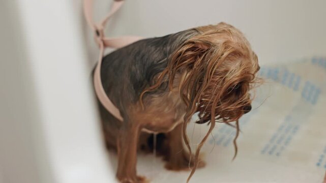 Beautiful and cute Yorkshire terrier being groomed, bathed and dried with a hair dryer, dog hair care