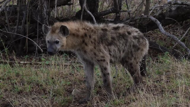 Afrikanische Tiere Hy&auml;ne im Busch vom Kr&uuml;ger National Park - Kruger Nationalpark S&uuml;dafrika