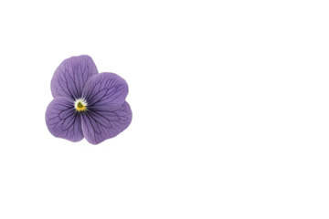 Isolated purple pansy flower on transparent background single bloom