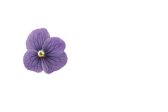 Isolated purple pansy flower on transparent background single bloom