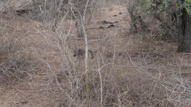 Pavian im Busch vom Kr&uuml;ger National Park S&uuml;dafrika