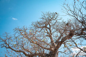 The huge dead trees in Africa and the eagles at the treetops