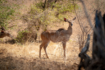 Antelopes in African Woodland