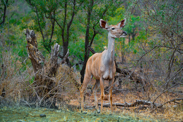 Antelopes in African Woodland