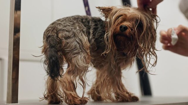 Beautiful and cute Yorkshire terrier being groomed, bathed and dried with a hair dryer, dog hair care