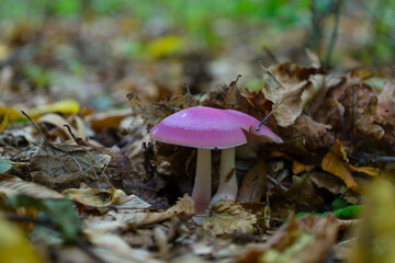 ​A vibrant mushroom with a glossy, deeply pink or purple cap stands out amongst the damp, brown autumn leaves on the forest floor. Its clean, light stem and unusual color create a strong contrast with