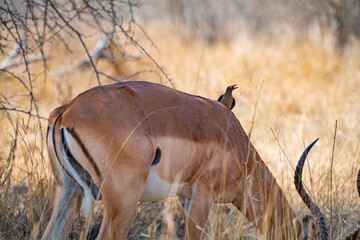 The Antelope and the Oxpecker on Its Back