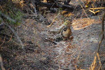 Obraz premium An injured leopard in the African savannah forest