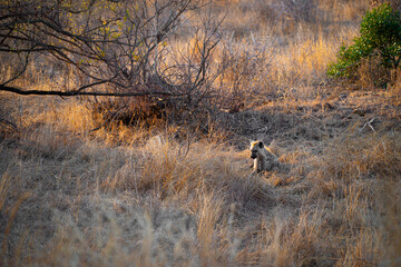 Hyena among the shrubs on the twilight grassland