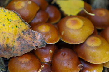 Over a dozen fungi with glossy, rusty-brown and yellow-orange caps are tightly clustered together. The saturated colors harmonize with the yellow, partially decomposed autumn leaves resting on top of 