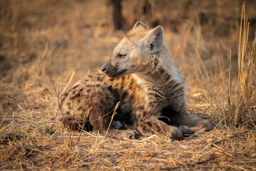 Hyena cubs on the African savannah in the early morning