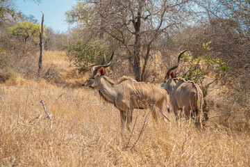 Greater kudu in the African savanna bush