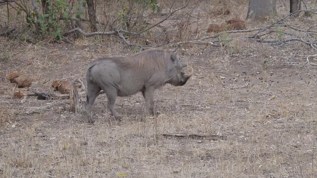 Afrikanische Tiere Warzenschwein im Busch vom Kr&uuml;ger National Park - Kruger Nationalpark S&uuml;dafrika