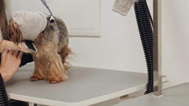 Beautiful and cute Yorkshire terrier being groomed, bathed and dried with a hair dryer, dog hair care