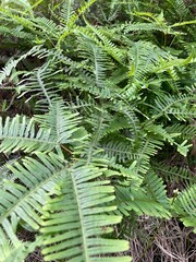 green fern leaves