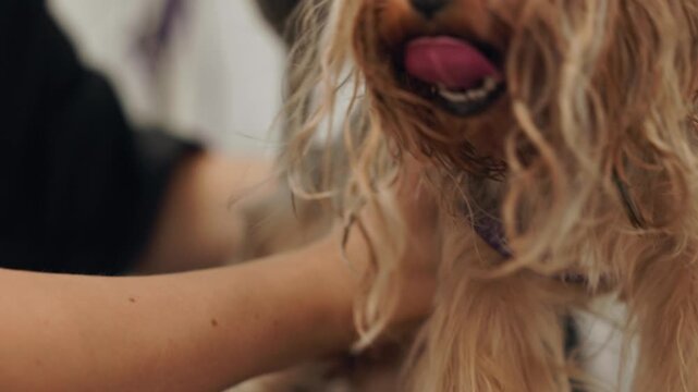Beautiful and cute Yorkshire terrier being groomed, bathed and dried with a hair dryer, dog hair care