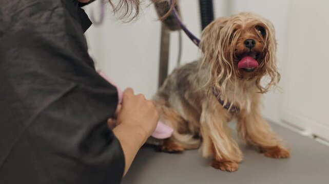 Beautiful and cute Yorkshire terrier being groomed, bathed and dried with a hair dryer, dog hair care