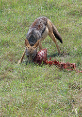Black-backed jackal eating from a carcass, Masai Mara Kenya Africa
