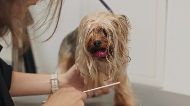Beautiful and cute Yorkshire terrier being groomed, bathed and dried with a hair dryer, dog hair care