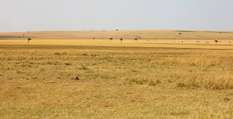 Masai Mara scenery, Kenya Africa
