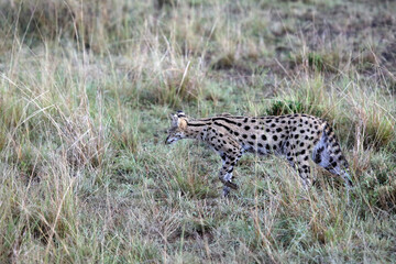 Serval hunting in the early morning, Masai Mara Kenya Africa
