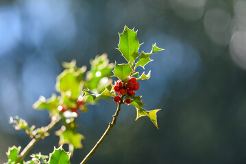 Holly Branch with Red Berries and Green Leaves