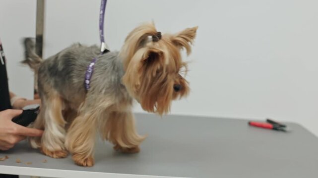 Beautiful and cute Yorkshire terrier being groomed, bathed and dried with a hair dryer, dog hair care
