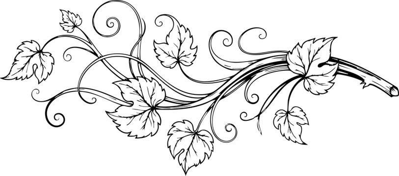 Elegant grapevine illustration with swirling tendrils and detailed leaves, perfect for invitations, menus, or rustic-themed designs, timeless botanical art