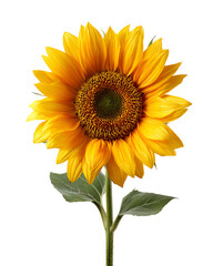 Naklejka premium sunflower isolated on white