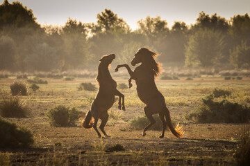 Wild horses running, fighting and playing during the sunrise