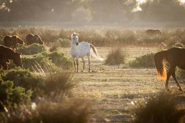 Wild horses running, fighting and playing during the sunrise