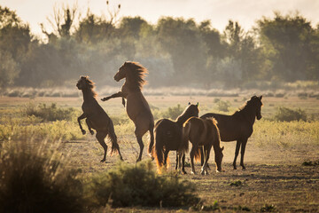 Wild horses running, fighting and playing during the sunrise