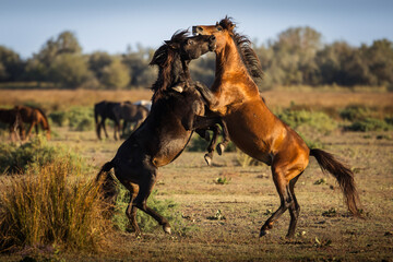 Wild horses running, fighting and playing during the sunrise