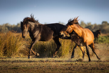Wild horses running, fighting and playing during the sunrise