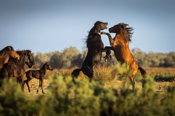 Wild horses running, fighting and playing during the sunrise